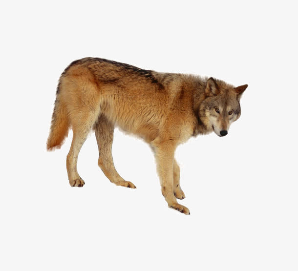 狼狗图片免抠