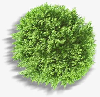 绿色圆形俯视景观大树免抠