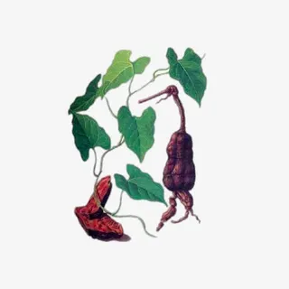 何首乌药草免抠