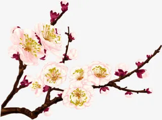 中国风梅花免抠