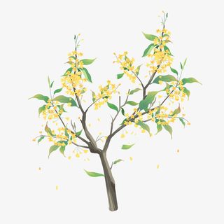 桂花 手绘桂花免抠