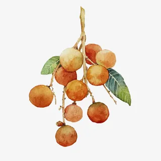 龙眼水彩免抠 龙眼水彩免抠