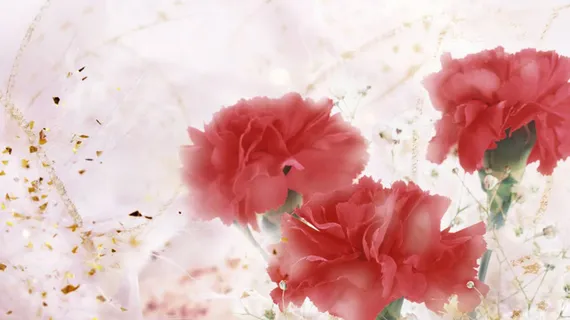 母亲节康乃馨广告背景高清