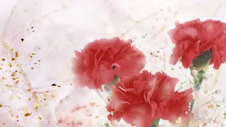 母亲节康乃馨广告背景高清