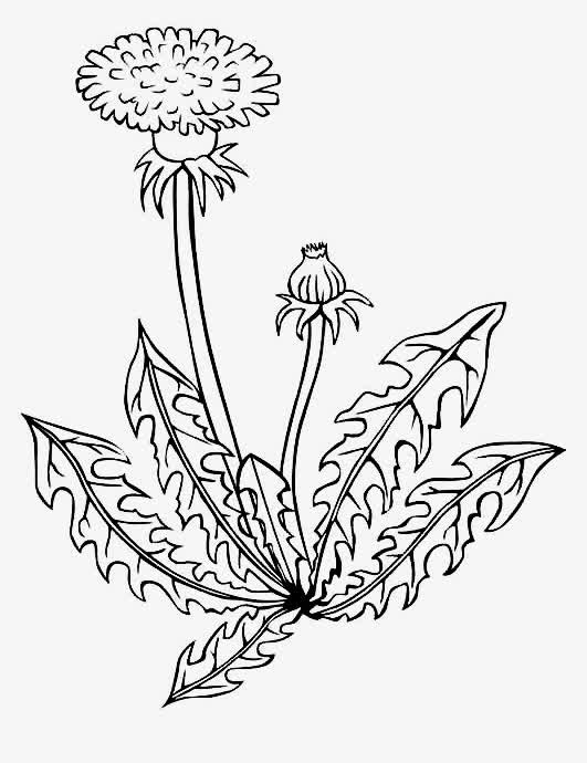 手绘蒲公英免抠图免抠