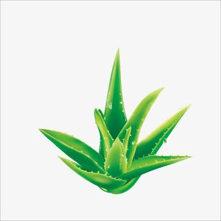 芦荟免抠