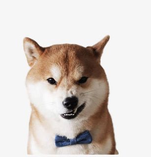 萌宠表情素材图片免抠