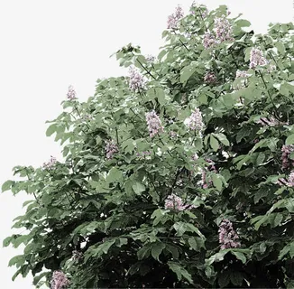 绿色植物中国风装修免抠