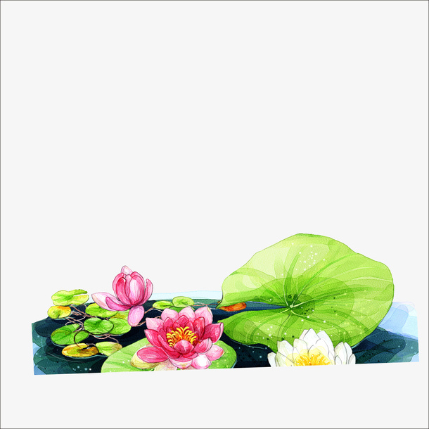 重阳荷花免抠