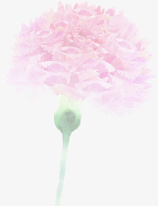 粉色模糊设计康乃馨花朵免抠