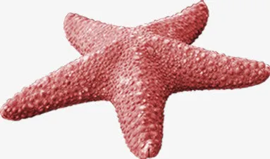 大海星相关图片免抠
