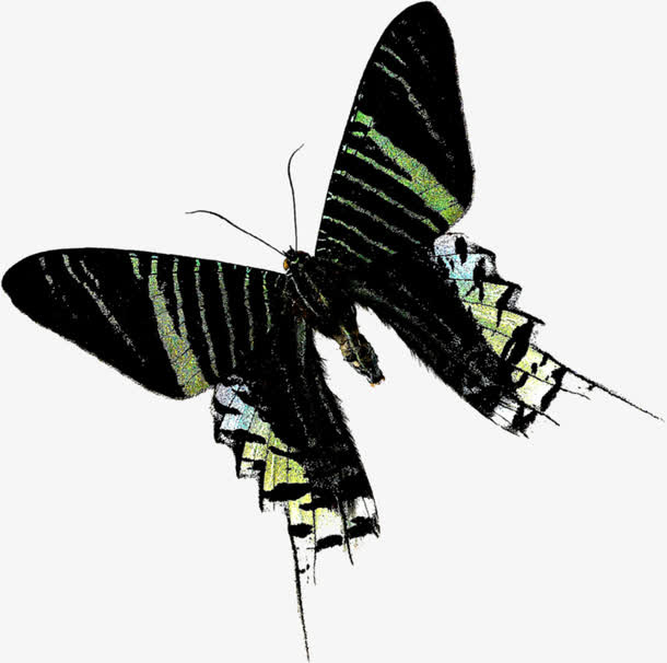 黑色时尚春天飞舞蝴蝶免抠
