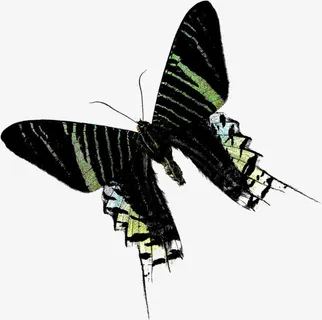 黑色时尚春天飞舞蝴蝶免抠