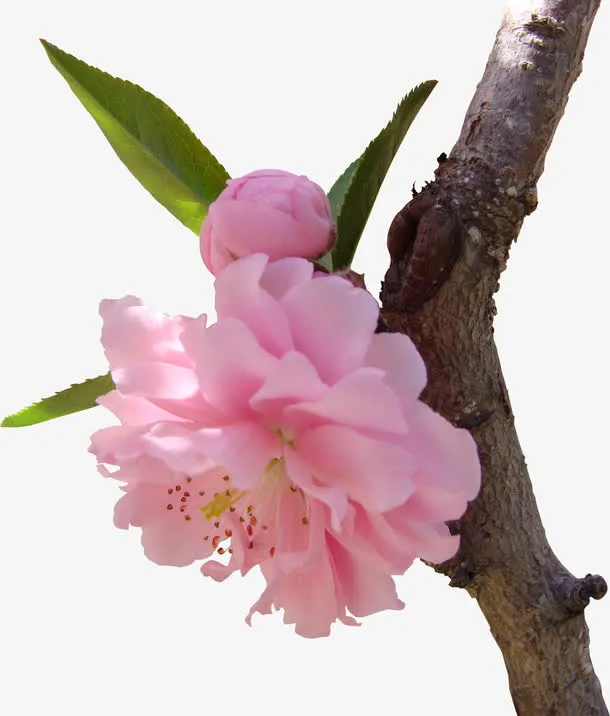 春季粉色樱花树枝免抠