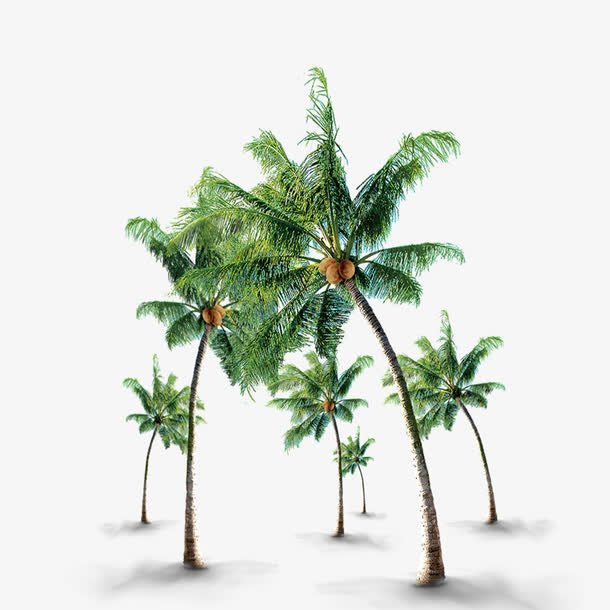 翠绿椰子树免抠