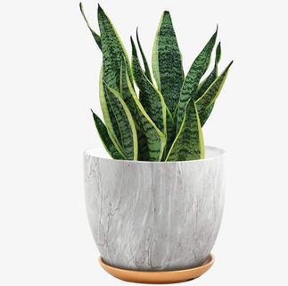 虎尾兰盆栽室内盆栽免抠