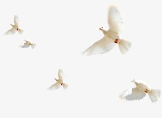 鸽子白色鸽子和平鸽装饰免抠