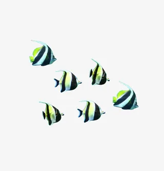 观赏小丑鱼免抠