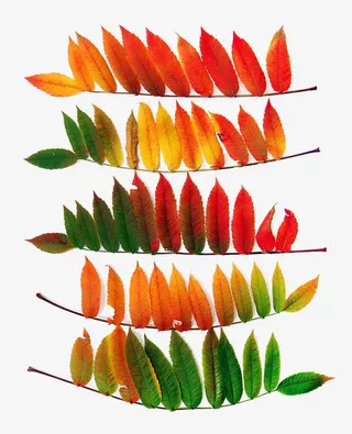 秋天的树叶免抠