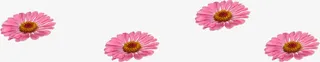 粉色小花漂浮素材免抠