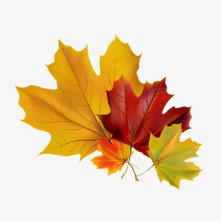 手绘精美枫叶落叶免抠