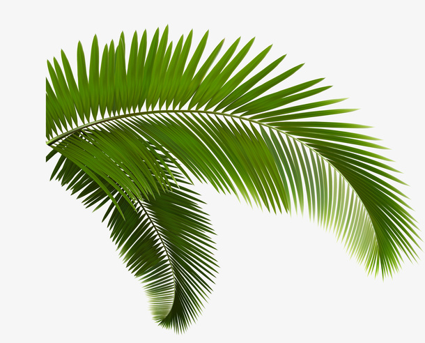 绿色清新植物树枝免抠