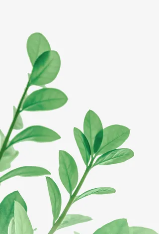 春天绿色叶子树枝免抠