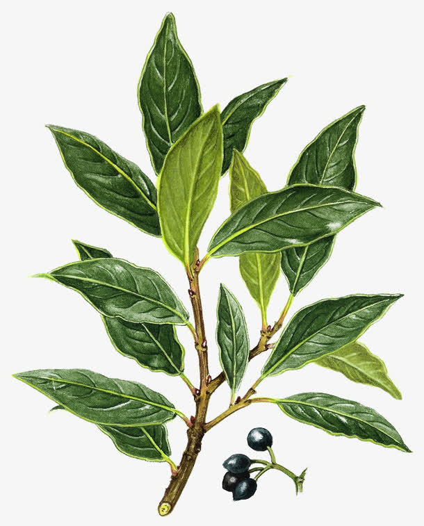 树叶免抠