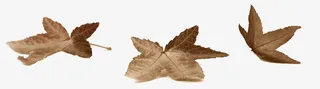 三个枯叶图免抠