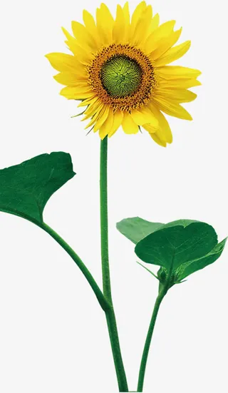 春季清新黄色向日葵装饰免抠
