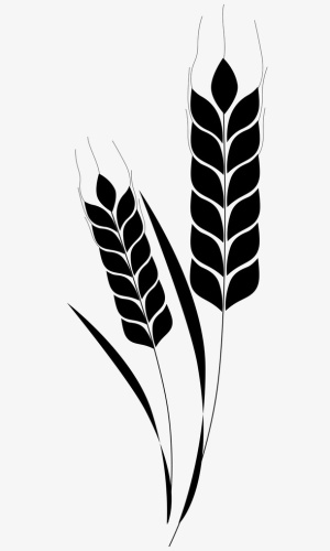 小麦简图免抠
