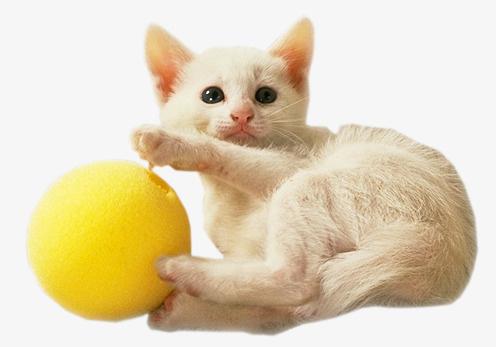 玩球的猫咪免抠