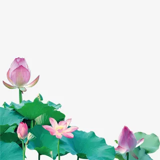 荷花素材免抠