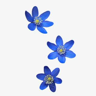 路边的野花不要采~免抠动植物植物元素