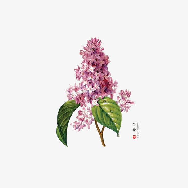 手绘复古中国风紫丁香插画PNG免抠
