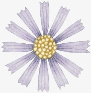 手绘野菊花免抠