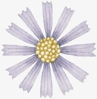 手绘野菊花免抠