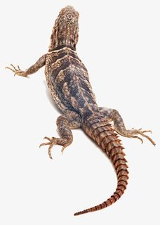 蜥蜴动物背影免抠