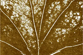 叶子的纹路免抠