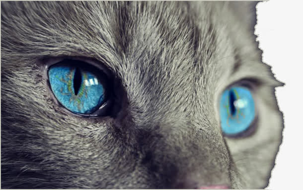 蓝色猫眼免抠