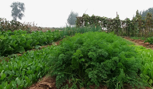 新鲜菜园免抠