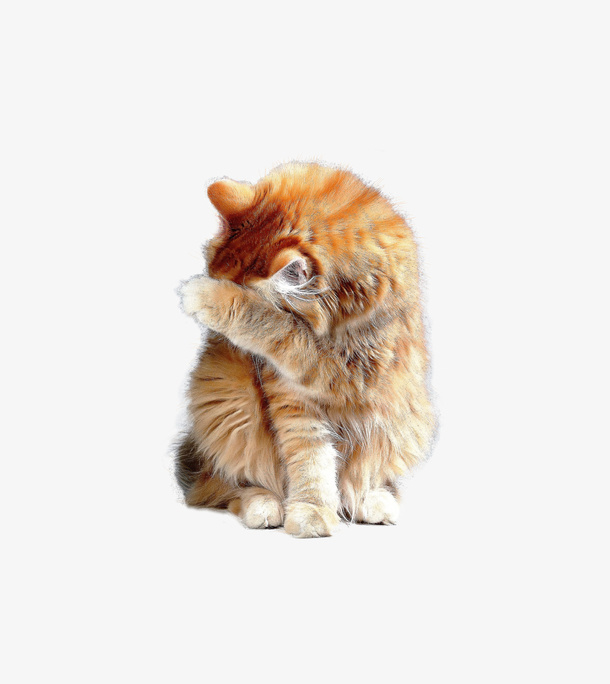 透明背景菊猫