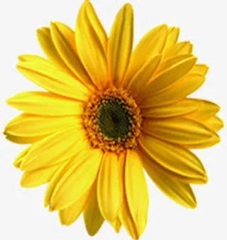 黄色盛开春天向日葵花朵免抠