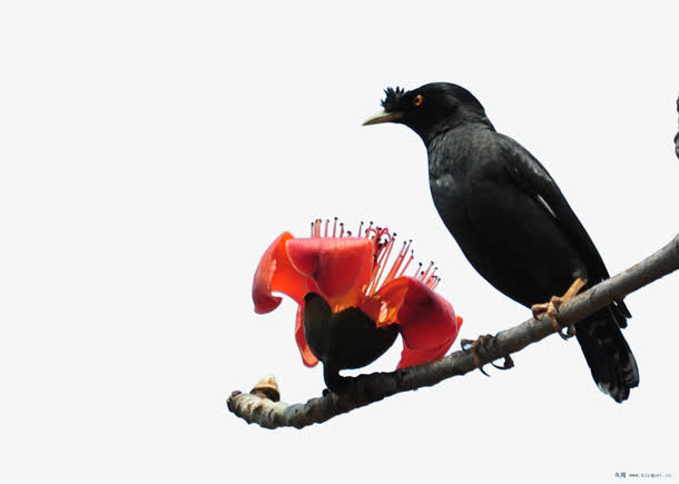 八哥和木棉花免抠