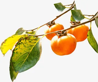 柿子免抠