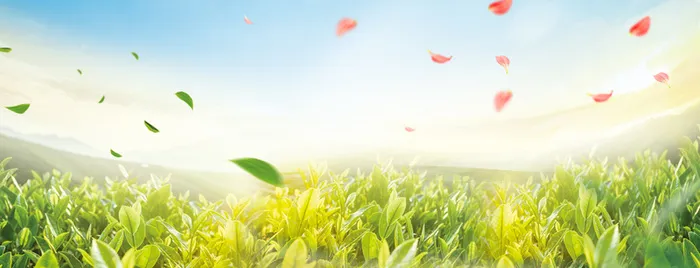 茶庄文艺小清新花瓣蓝天背景高清
