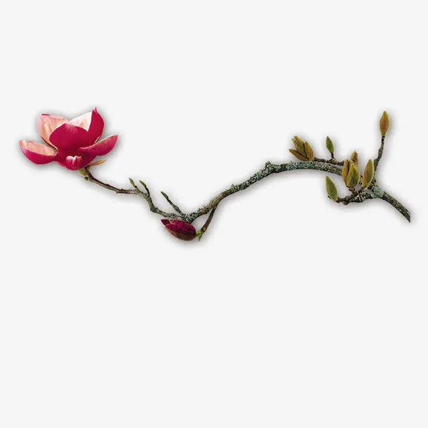 梅花免抠