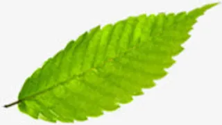 绿色春天树叶创意免抠