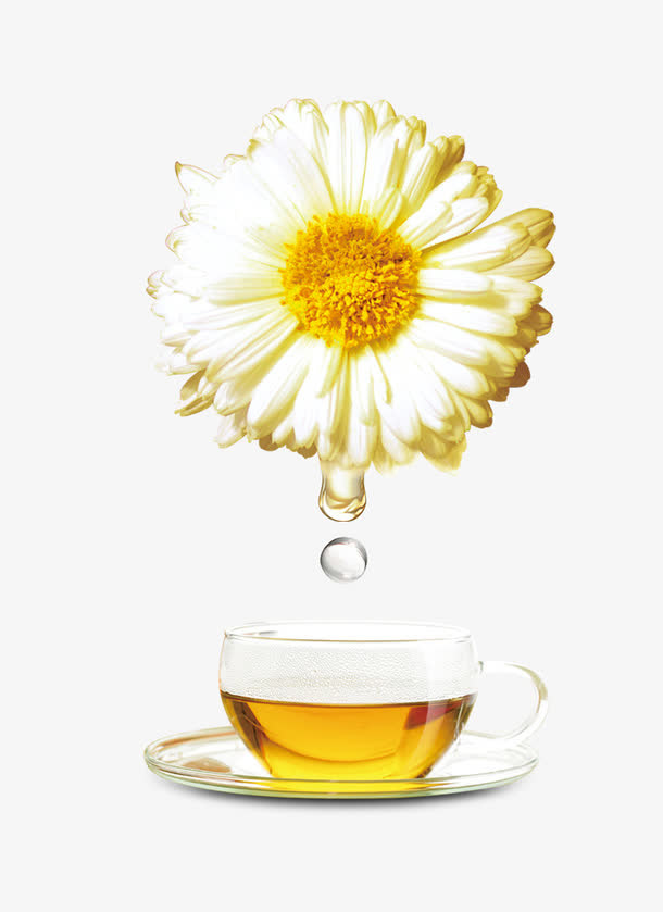 白色菊花免抠