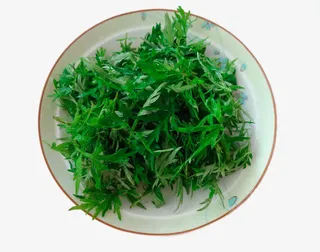 新鲜的艾叶草免抠